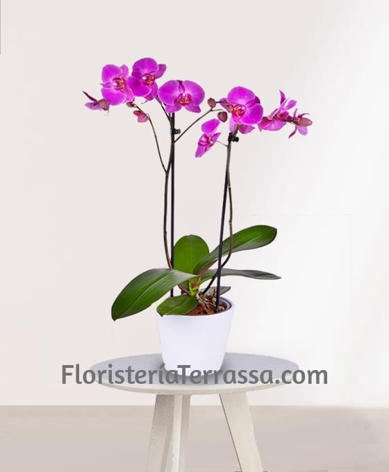 Orquídea Phalaenopsis Rosa