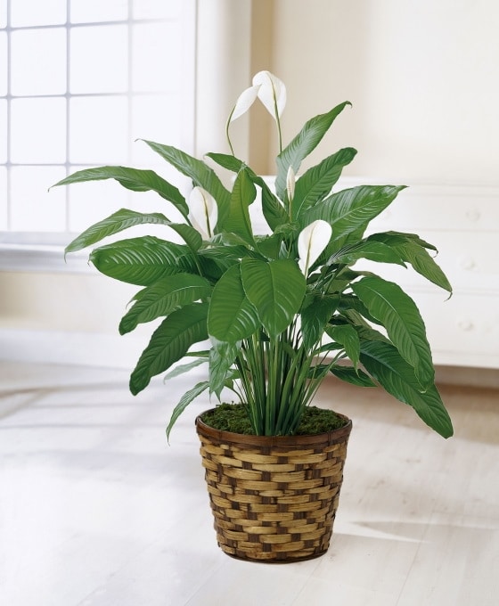 Regalar Planta Spathiphyllum