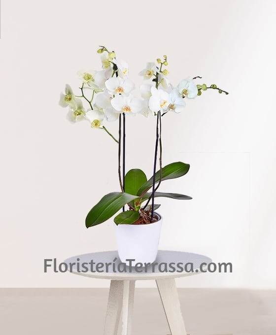 Planta Orquídeas Blancas especial para regalo