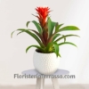 Planta Guzmania